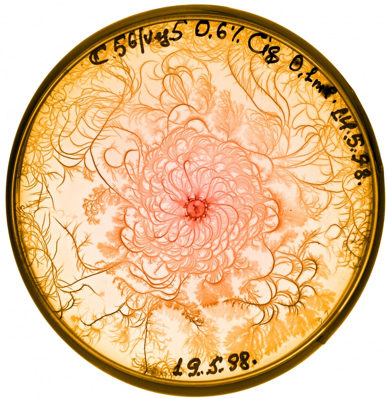 Illustration for article titled Incredible Photographs of Fractals Found in the Natural World